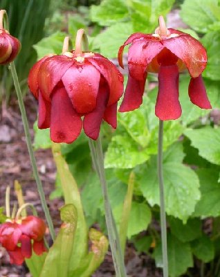 sarracenia_bloom.jpg