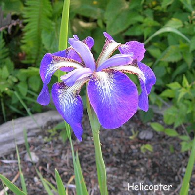 Six falls, no standards - from Japan, but its a siberian iris.