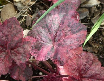 Heuchera Mardi Gras 042106.jpg