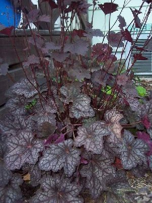 Unknown Heuchera hall.JPG