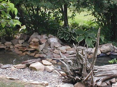 Pond closeup from deck Jun 16.JPG