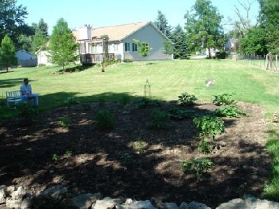 Here's the view looking back up towards the house.   This is the hot sunny southwest side with icky clay soil, so not many plantings.   Most are on the other side of the house or further down the back lot line.  Can't see much of the garden because of the