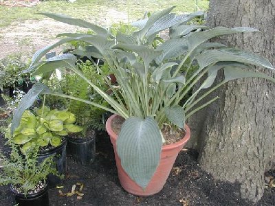 Hosta ULTRMARINE July 1 07 T and M garden 2 (Small).jpg