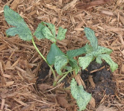 helleborus_pacific_frost_july_26_2007.jpg