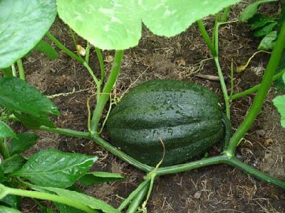 This is the oldest fruit on the vine, a foot or so long.  It has turned dark green, slightly speckled.