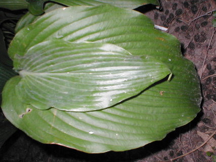 Elvis Lives Jade Cascade leaf.JPG