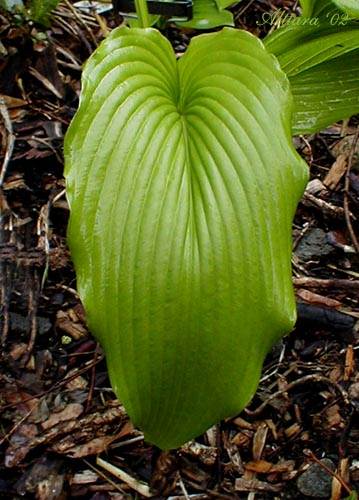 'Jade Cascade' leaf detail