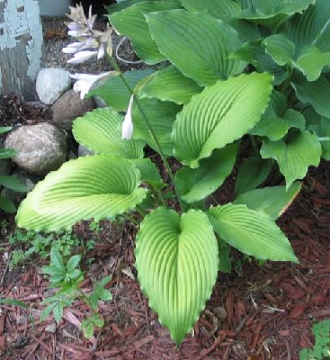 'Dragon Wings' flower