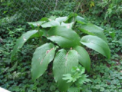 'Jade Cascade'