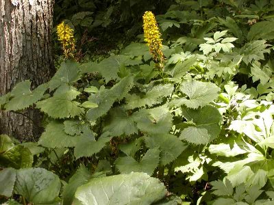 Ligularia The Rocket blooming 72905.JPG