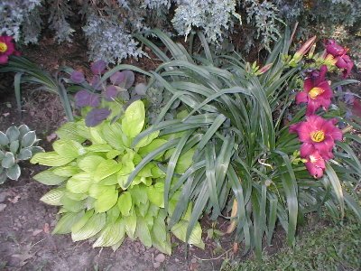 I like the colors in this combination.  The little hosta off to the left is Warwick Essence, new last year.