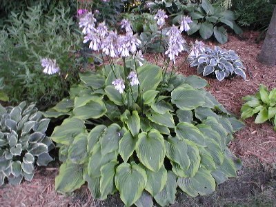 I didn't expect to like this hosta as much as I do.  It's making a really tidy clump, and is beautiful in bloom.