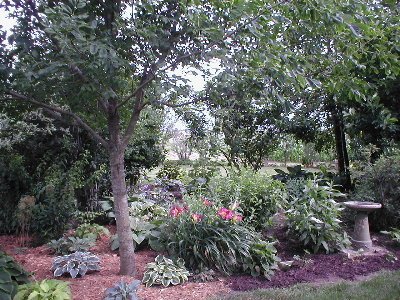 This is the center of the big bed that runs through the lawn south of my house.  There were 3 large old elm trees here when we moved here, but they succumbed to Dutch elm disease about 17 years ago.  I started planting trees and large shrubs, and now I ha