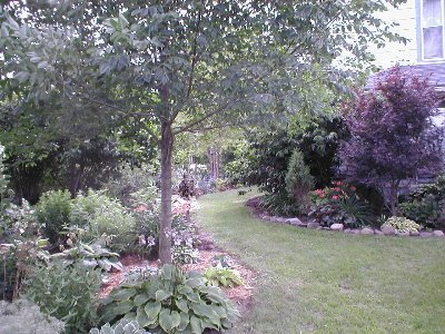 This is what you see if you stand in my front yard and look to the west.  This path goes past the pool.  That's Antionette in the lower left corner of this pic.