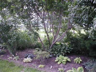 Here's a bed that was new last year, under an amur maple.