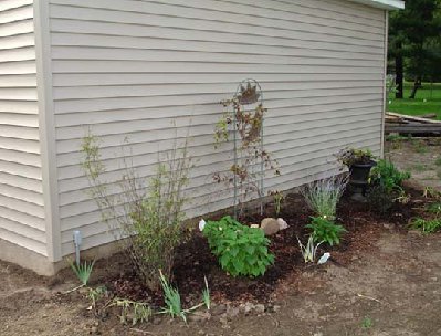 East side of shed, bamboo, 2 clems on trellis, 2 new Luna hibiscus, russian sage, ninebark add dark red contrast to the russian sage and contrast the light colored siding.  Very dry, bad soil toward back of shed, not sure what I'll do there.