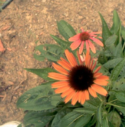 Echinacea Sunset  OP 2.jpg