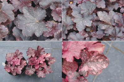 Heuchera Midnight Rose.jpg