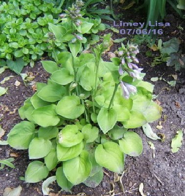 Here is it in mid June 2007. I have a picture of it a month later and it was still blooming.