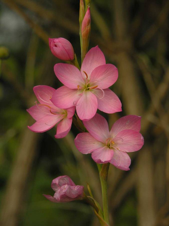 Pink Kaffir Lily Nov 2007.jpg