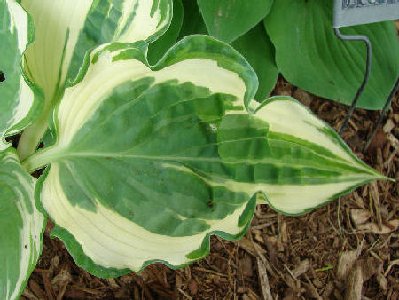 Quiet Waters leaf detail.jpg