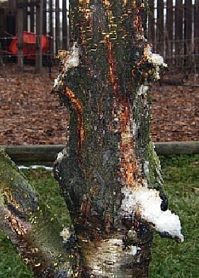 This is the grafted tree in the back yard. Picture is of north side of tree. (I filed the picture with the wrong name.)