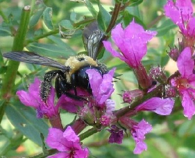 bee pollen 443X360.jpg