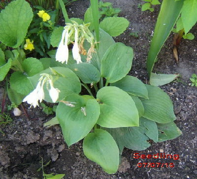 And this is the seedling, also mid July. It keeps a bluish cast all summer and this was the second year after I dug it out of the garden.