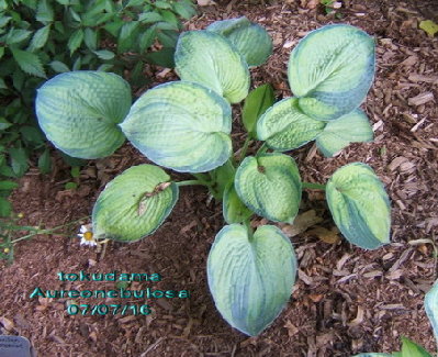 Tokudama Aureonebulosa in mid July.