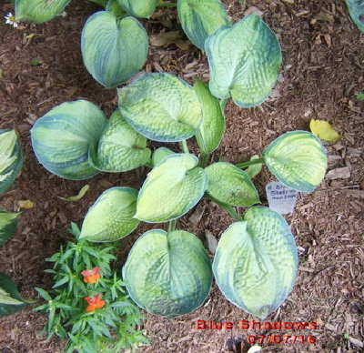 Blue Shadows, mid July 2007<br />BTW, the leaves at the top of the picture are Tok A.