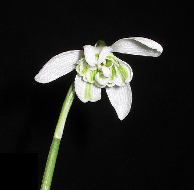 Volunteer snowdrop.jpg