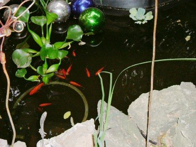 pond with fish @ putnamgardens.jpg