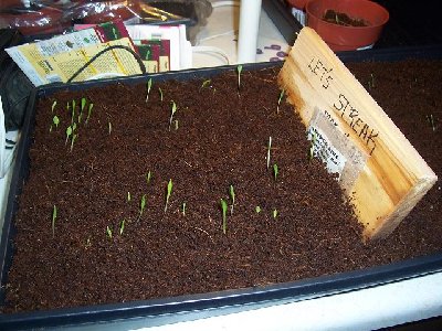 Hosta seeds Lets streak March 3 2008 and seeds of Ryans Big One