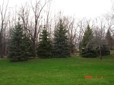 View from the middle of the back yard.