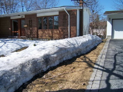 The front yard Hosta garden on April 14.