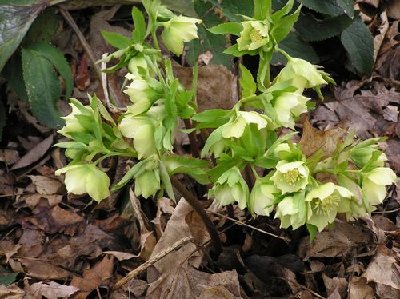 Helleborus Lenten Rose, April 2008 (3).JPG