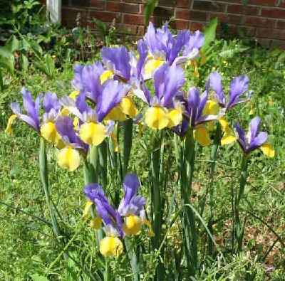 2nd clump Dutch Iris.jpg