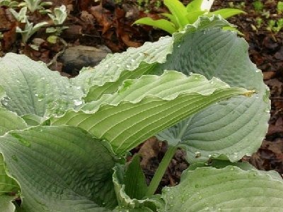 Leaf detail!