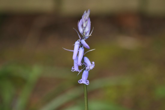 bluebell01.jpg