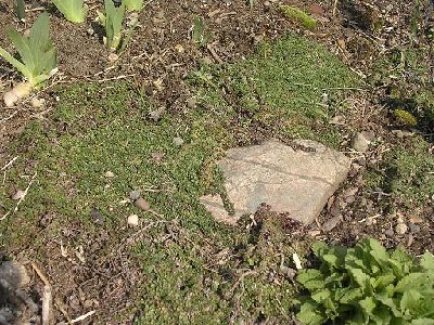 Here you can see how it (TSM 'Elfin') actually gets little woody stems and trails down over the rocks. It is not fast spreading and invasive here like its relative creeping thyme. It is still rougher in texture due to being under the snow for the winter a