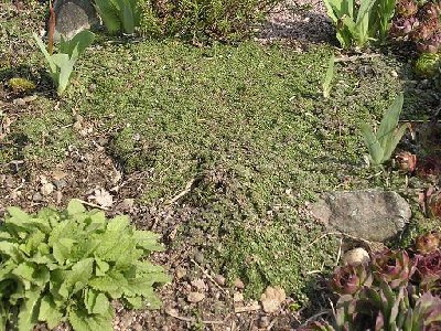 Another patch of 'Elfin'. I haven't &amp;quot;cleaned&amp;quot; (pickd off the stray debris) here yet and it really hasn't begun putting on new growth for this yr. When it does it looks very fresh and mosslike. you can see at the very front a spot of the creeping