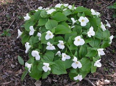 Trillium 5-4-08 003 [].JPG