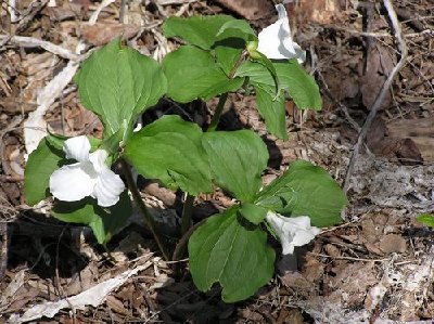 Trillium, Wake Robin [].JPG