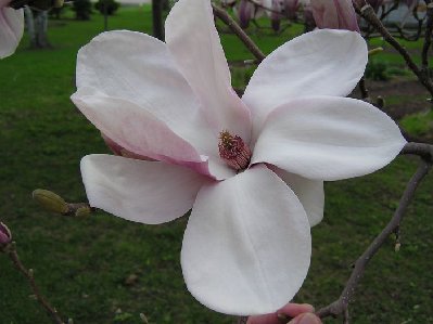 Magnolia (2) [].JPG