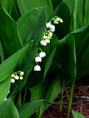 lily of the valley2.jpg