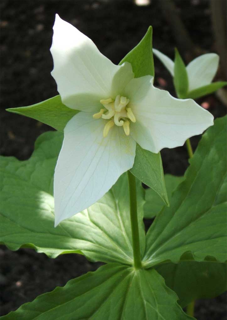 Trillium08.jpg