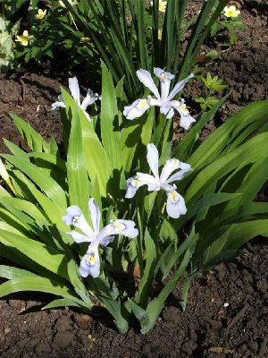 Iris-cristata-powder-blue08.jpg