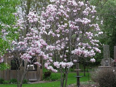 Saucer Magnolia [].JPG