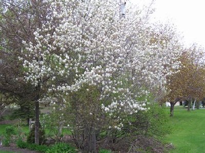 Serviceberry         Amelanchier [].JPG