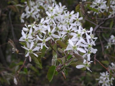 Serviceberry         Amelanchier (2) [].JPG